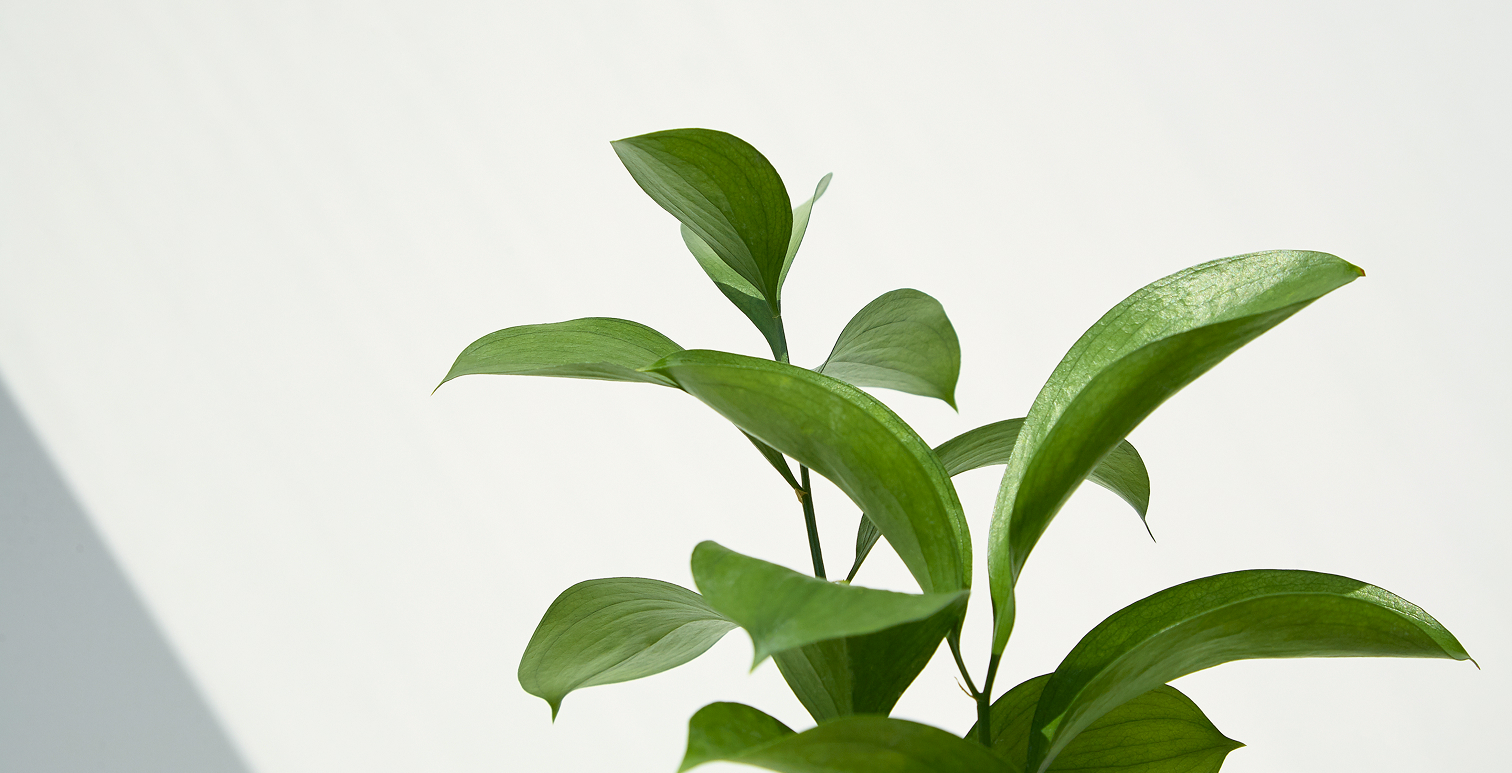 観葉植物